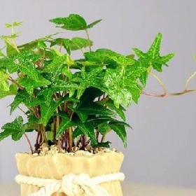 雾面蔷薇的头像