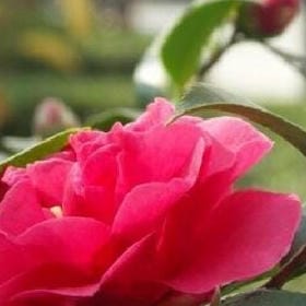 肩上哭泣的头像