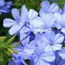 风一样的女子的头像