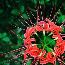 三笙七世的头像