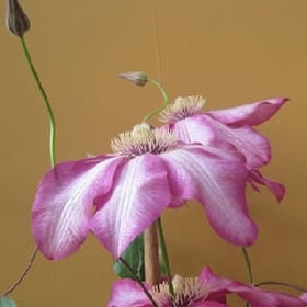 在荒野里游走的头像