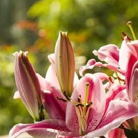 呼之欲出的头像