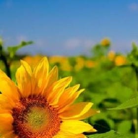 肮脏的小仙女的头像