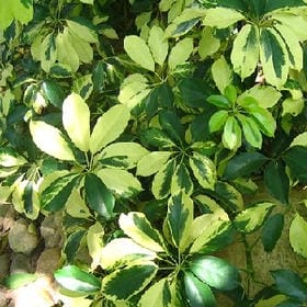 俗世难料的头像