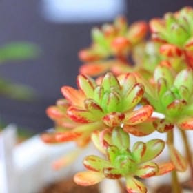 老猫的售货机的头像