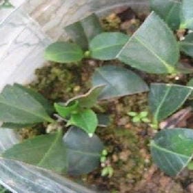 酥油茶青稞酒的头像