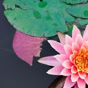 你终是弃我而去的头像