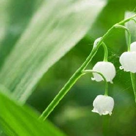 爱如初情如故的头像