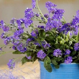 三岁铭铭三岁的头像