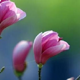 月归野樵的头像