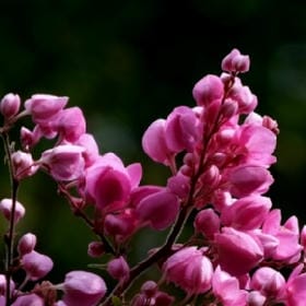 顾长安孤酒席的头像