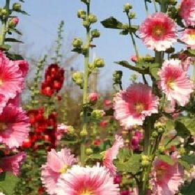 愿时光待你如初的头像