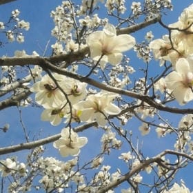 卜哭卜鬧芣炫耀的头像