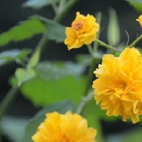 一个阿辛的头像