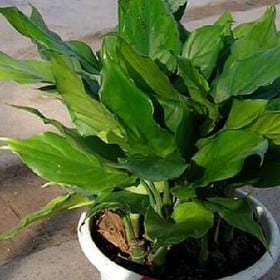 月照高楼的头像