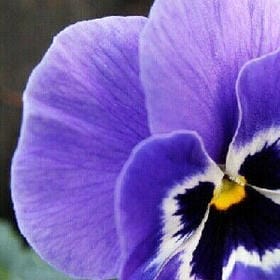 月满画楼的头像