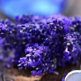 松枝映雪的头像