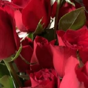 雾漫江面的头像