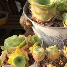 雨打芭蕉叶的头像
