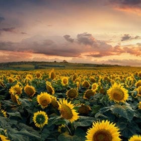 风递墨香的头像