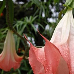 风递荷韵的头像