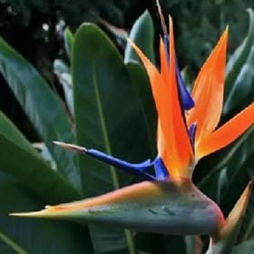 蛩泣残荷的头像