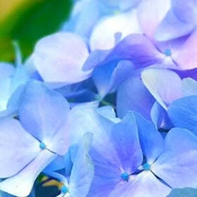 鹊踏疏枝的头像