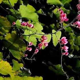 蝶绕药栏的头像