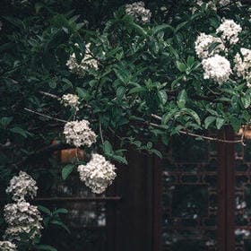 素手浣纱的头像