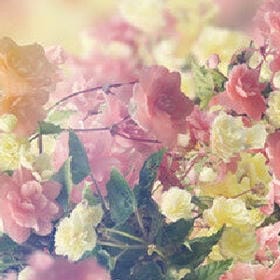 清辉万里的头像