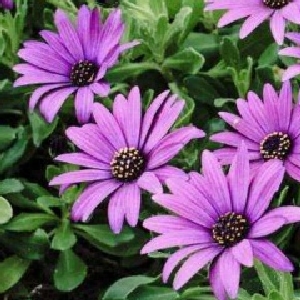 星屑坠河的头像