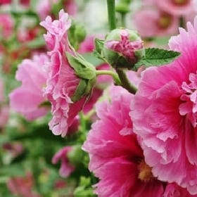 风翻书卷的头像