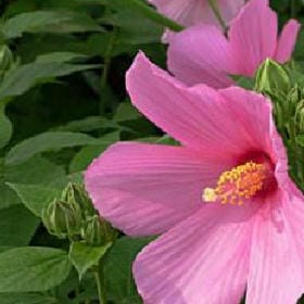 清露拂琴的头像