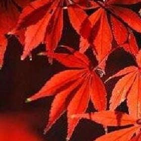 枕上烟霞的头像
