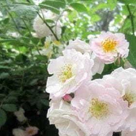 竹露滴琴的头像