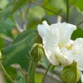 月移梅影的头像