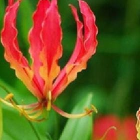 云归故庐的头像