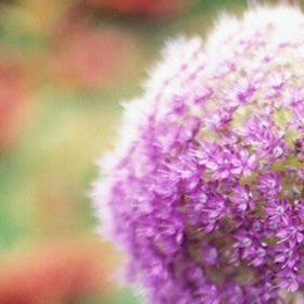 清辉照几的头像