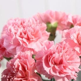 风折兰叶的头像