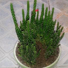 星悬碧落的头像