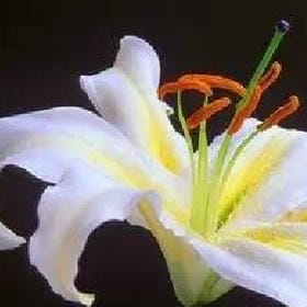清露拂襟的头像