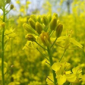 风递筝声的头像