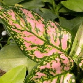 宇宙拓片的头像