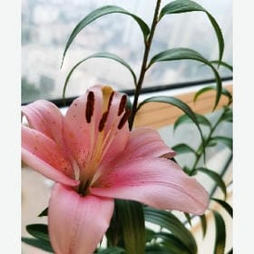 星屑拓片的头像