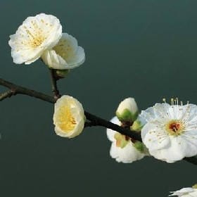 半糖奶霜的头像