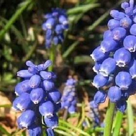 桜の手札的头像