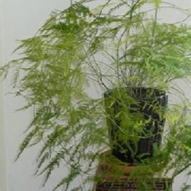 雪国标本的头像