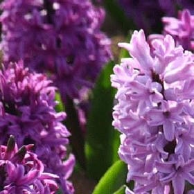 桜の汽船的头像