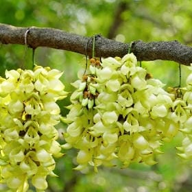 桜の標本的头像