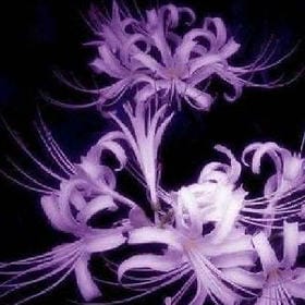 夜枭邮差的头像